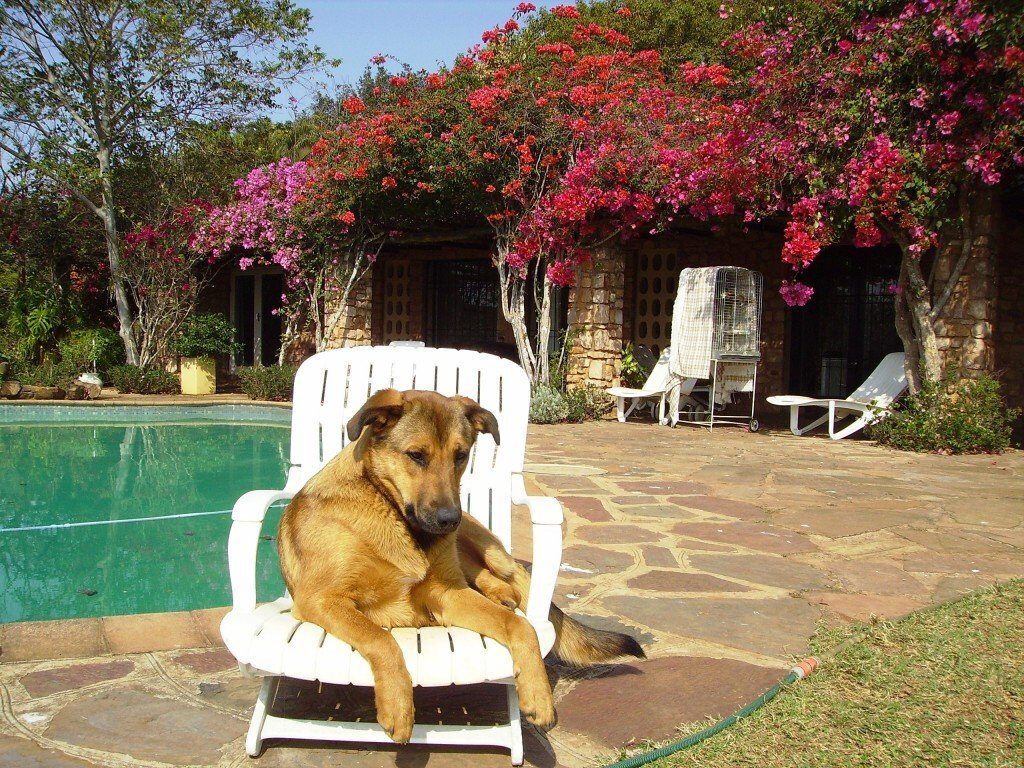 When the cats away the dog plays