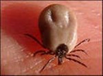 The Fun of Ticks And the Threat of Lymes Disease