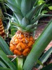 The Precious Pineapple