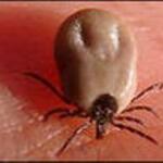 Tick Removal